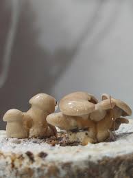 Attēlu rezultāti vaicājumam “Panellus stipticus”