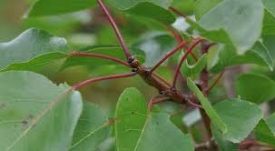 Attēlu rezultāti vaicājumam “Prunus armeniaca leaf”