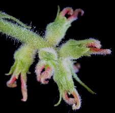 Attēlu rezultāti vaicājumam “Juglans cinerea flower”