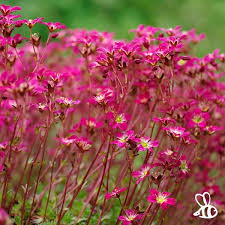 Image result for Steinbrech