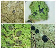 Attēlu rezultāti vaicājumam “Megalaria grossa”