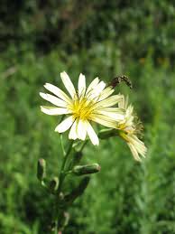 Attēlu rezultāti vaicājumam “Lactuca sativa flower”