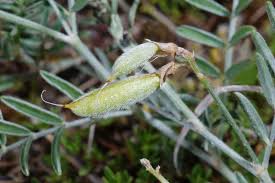 Attēlu rezultāti vaicājumam “Astragalus arenarius”
