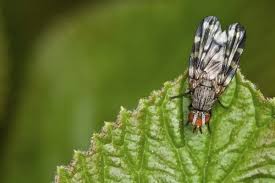 Attēlu rezultāti vaicājumam “Brachycera”