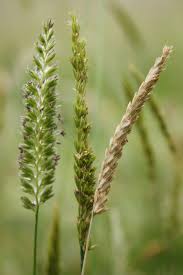 Attēlu rezultāti vaicājumam “Cynosurus cristatus fruit”
