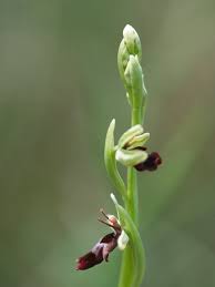 Attēlu rezultāti vaicājumam “Ophrys insectifera leaf”