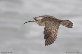 Image result for Numenius hudsonicus