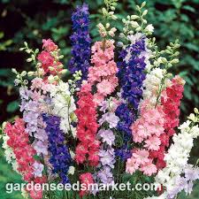 Image result for Delphinium consolida