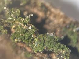 Attēlu rezultāti vaicājumam “Micarea sp.”