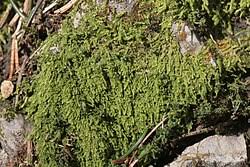 Attēlu rezultāti vaicājumam “Lejeunea cavifolia”