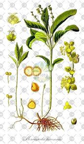 Attēlu rezultāti vaicājumam “Mercurialis perennis fruit”