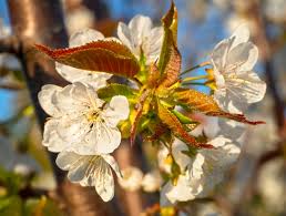 Attēlu rezultāti vaicājumam “Cerasus flower”