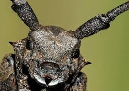 Attēlu rezultāti vaicājumam “Lamia textor”