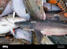 Image result for Squalus acanthias