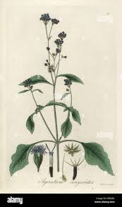 Image result for Ageratum conyzoides