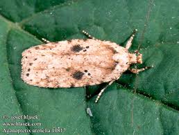Attēlu rezultāti vaicājumam “Agonopterix aranella”