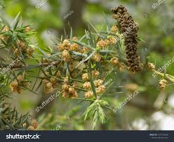 Attēlu rezultāti vaicājumam “Juniperus communis male flower”