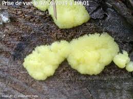 Attēlu rezultāti vaicājumam “Stemonitis flavogenita spores”