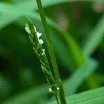 Attēlu rezultāti vaicājumam “Glyceria fluitans leaf”