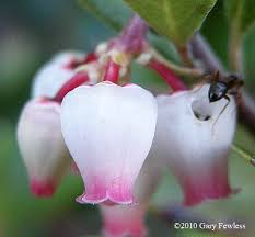 Attēlu rezultāti vaicājumam “Exobasidium uvae-ursi”