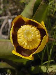 Attēlu rezultāti vaicājumam “Nuphar lutea flower”