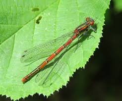 Attēlu rezultāti vaicājumam “Pyrrhosoma nymphula”