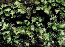 Attēlu rezultāti vaicājumam “Plagiochila porelloides”