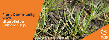 Attēlu rezultāti vaicājumam “Plantago uniflora”