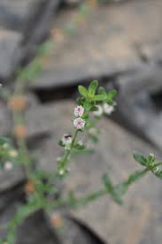 Attēlu rezultāti vaicājumam “Elatinaceae”