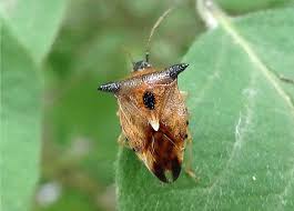 Attēlu rezultāti vaicājumam “Elasmucha ferrugata”