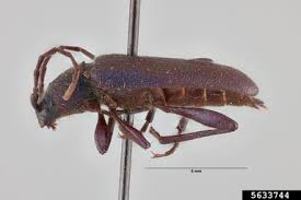 Attēlu rezultāti vaicājumam “Callidium violaceum”