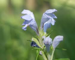 Attēlu rezultāti vaicājumam “Dracocephalum ruyschiana”