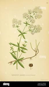 Attēlu rezultāti vaicājumam “Galium boreale fruit”