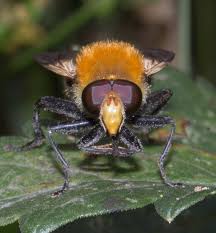 Attēlu rezultāti vaicājumam “Arctophila superbiens”