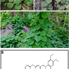 Attēlu rezultāti vaicājumam “Menispermum dauricum”