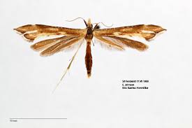 Attēlu rezultāti vaicājumam “Gillmeria pallidactyla”