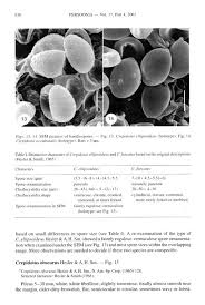 Attēlu rezultāti vaicājumam “Diderma ochraceum spores”