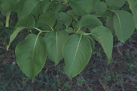 Attēlu rezultāti vaicājumam “Syringa reticulata subsp. amurensis leaf”