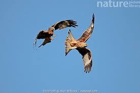 Image result for Milvus milvus
