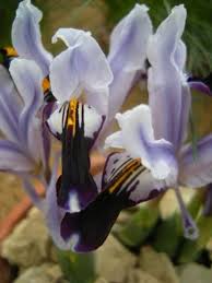 Attēlu rezultāti vaicājumam “Iris rosenbachiana flower”