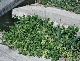 Attēlu rezultāti vaicājumam “Stellaria pallida”