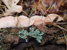 Attēlu rezultāti vaicājumam “Barbilophozia attenuata”