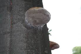 Attēlu rezultāti vaicājumam “Phellinus robustus”