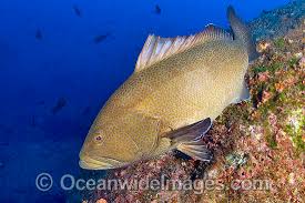 Image result for Mycteroperca olfax