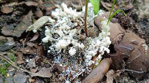 Attēlu rezultāti vaicājumam “Fuligo candida spores”