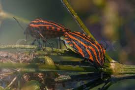 Attēlu rezultāti vaicājumam “Graphosoma lineatum”