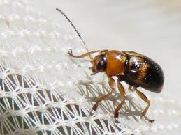 Attēlu rezultāti vaicājumam “Cryptocephalus pusillus”