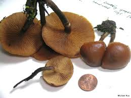 Attēlu rezultāti vaicājumam “Galerina marginata”