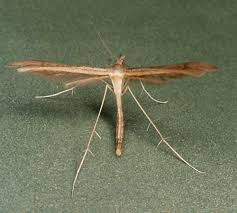 Attēlu rezultāti vaicājumam “Stenoptilia pterodactyla”