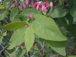 Attēlu rezultāti vaicājumam “Lonicera tatarica leaf”